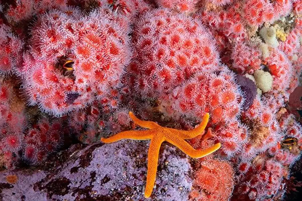 An orange starfish laying on a coral reef.