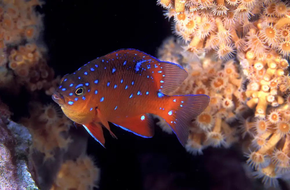 A fish hiding in the coral reef.