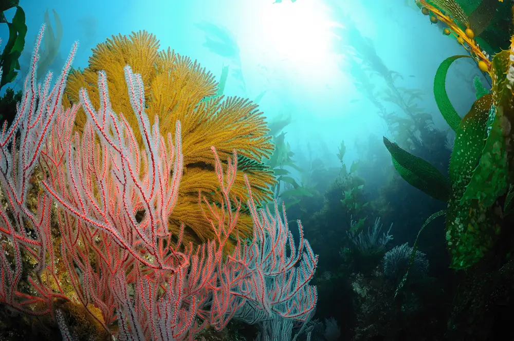 An underwater coral reef that has some sunlight shining through.