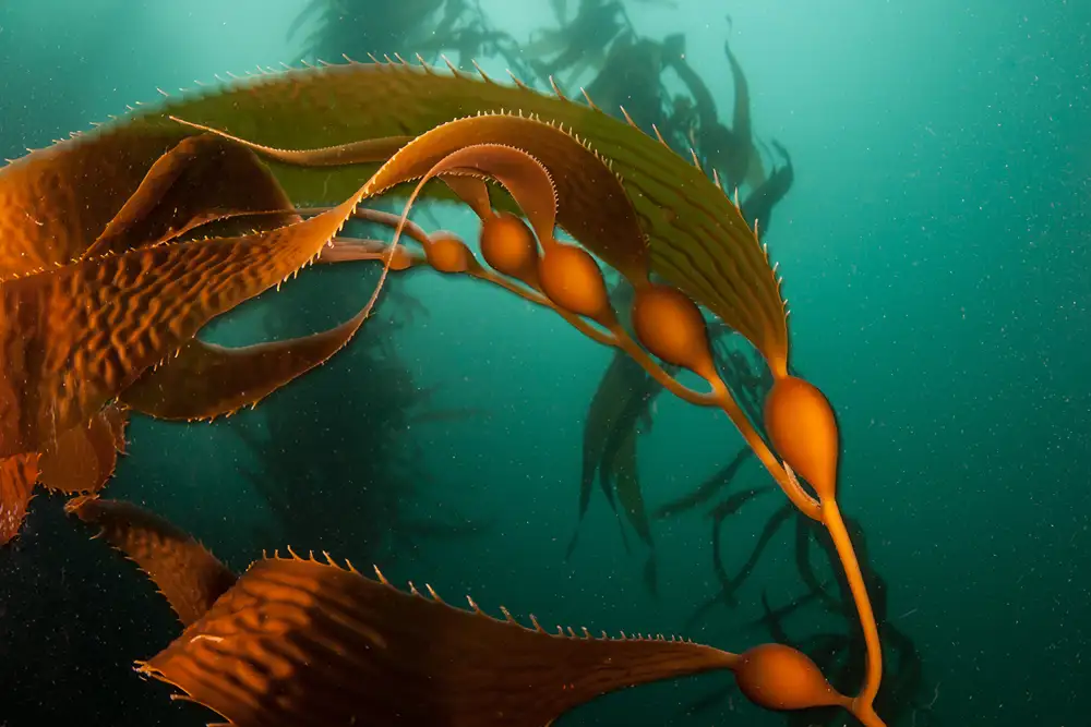 Underwear kelp forest featuring a close-up of a kelp leaf.