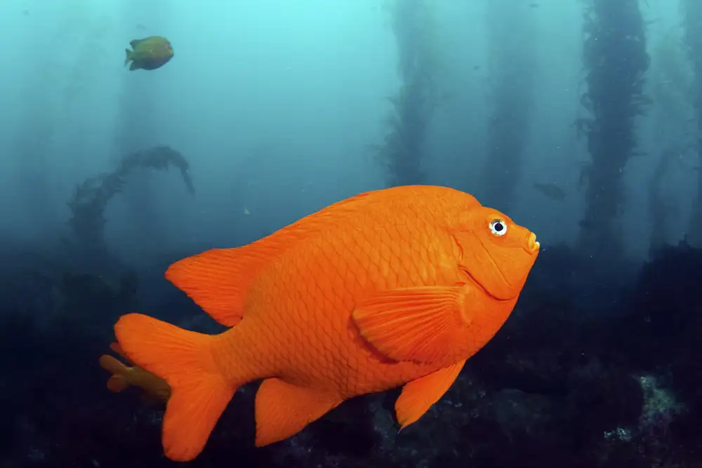 Close-up of an orange fish swimming in a kelp forest.